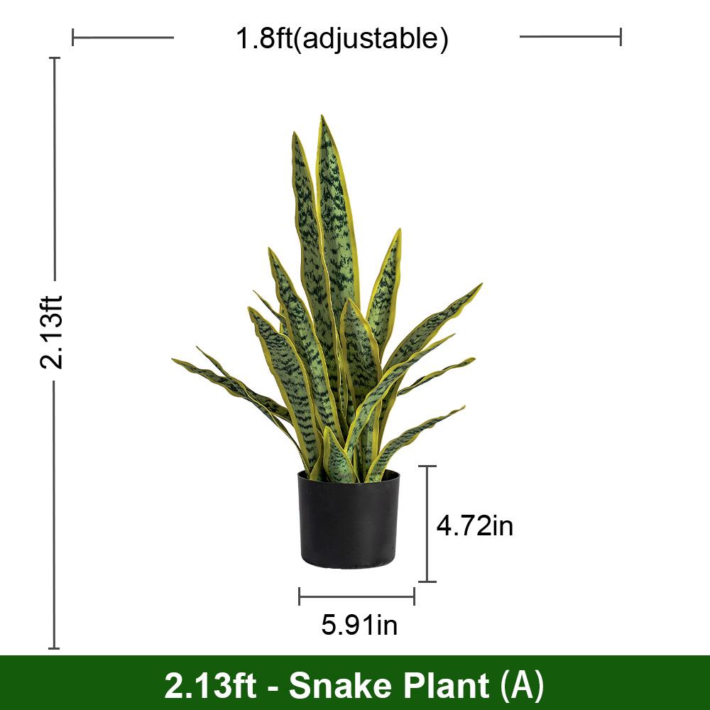 Snake Plant